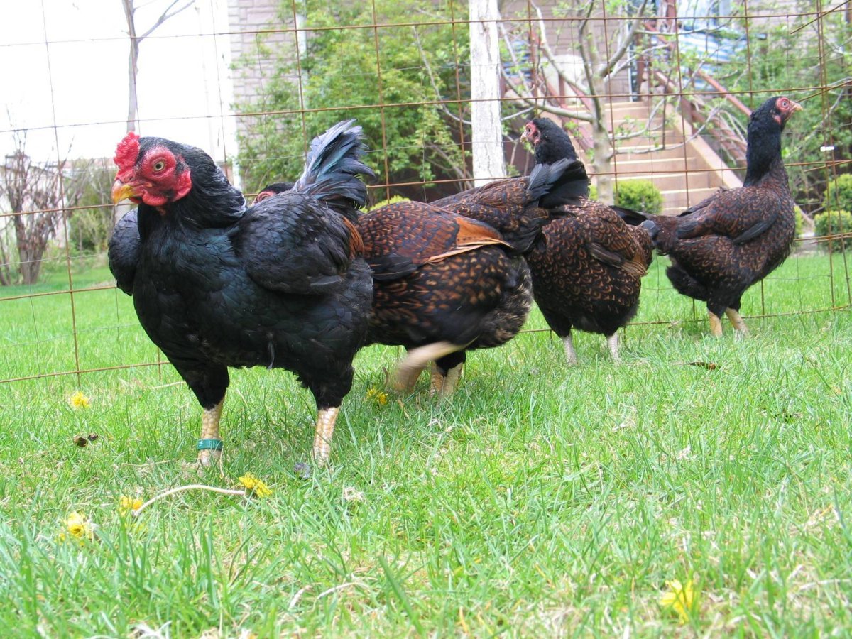 Корниш Юбилейный куры