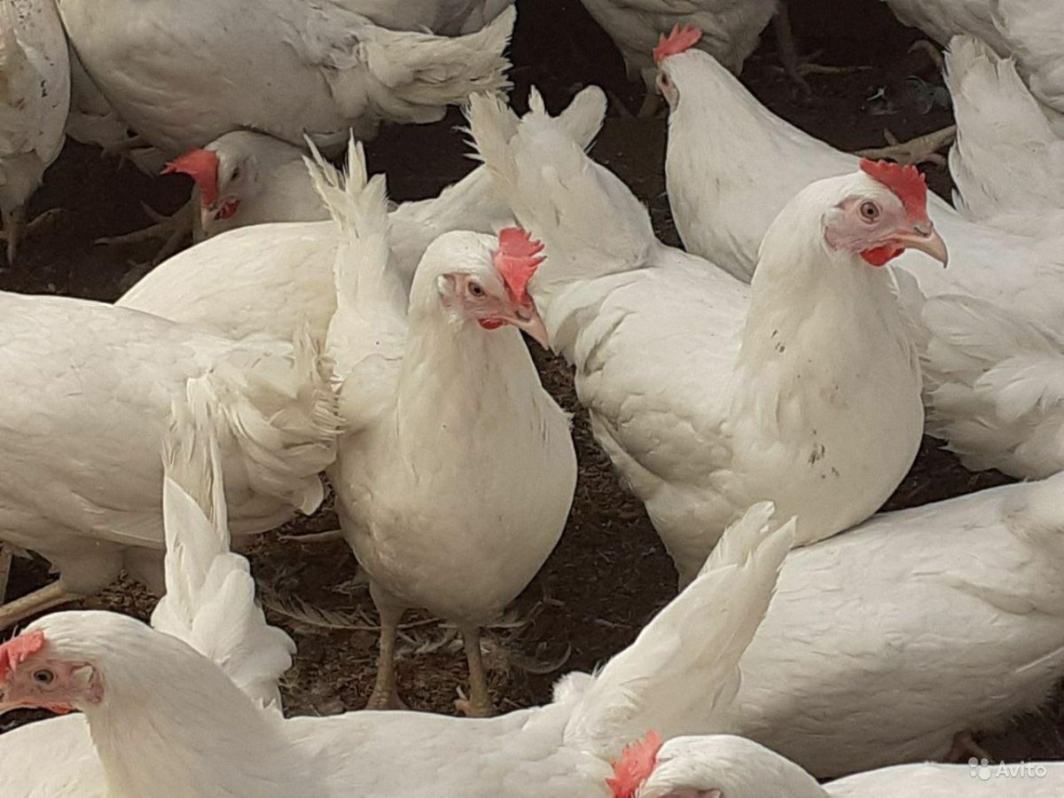 Белые куры несушки
