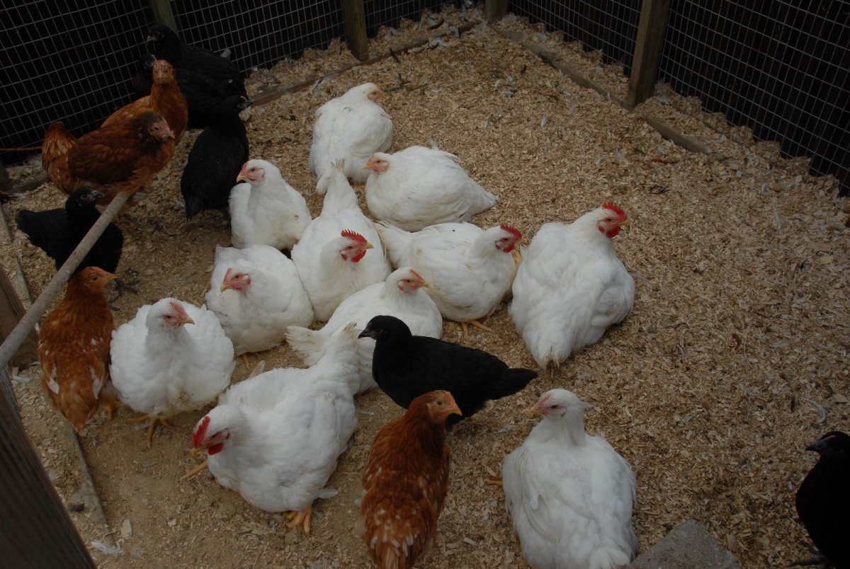 Куры породы Корниш