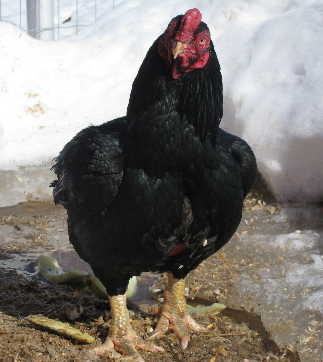 Корниш порода петухов