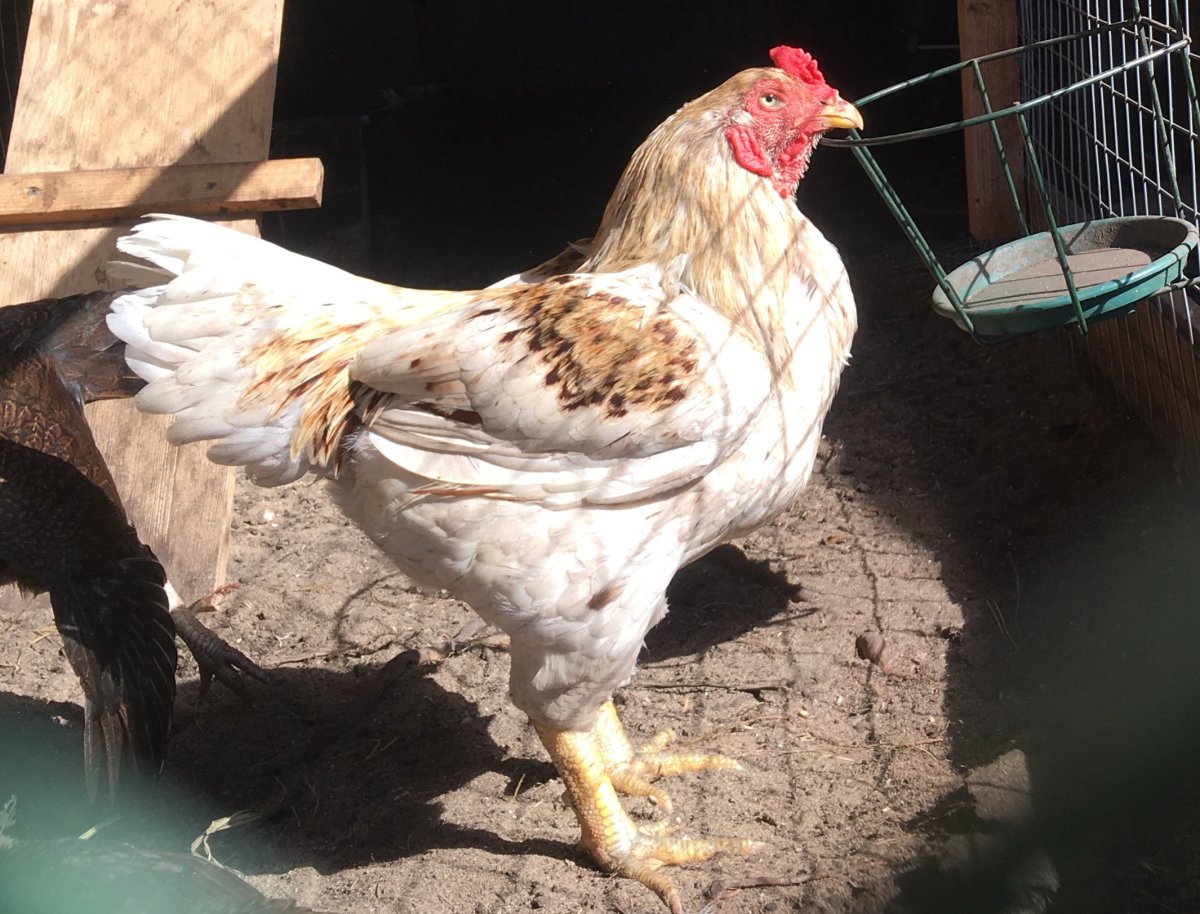 Корниш Юбилейный куры