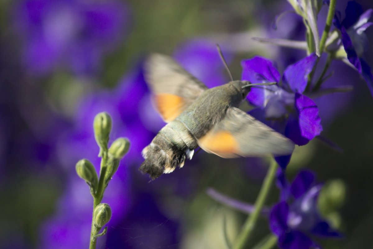 Бражник языкан обыкновенный