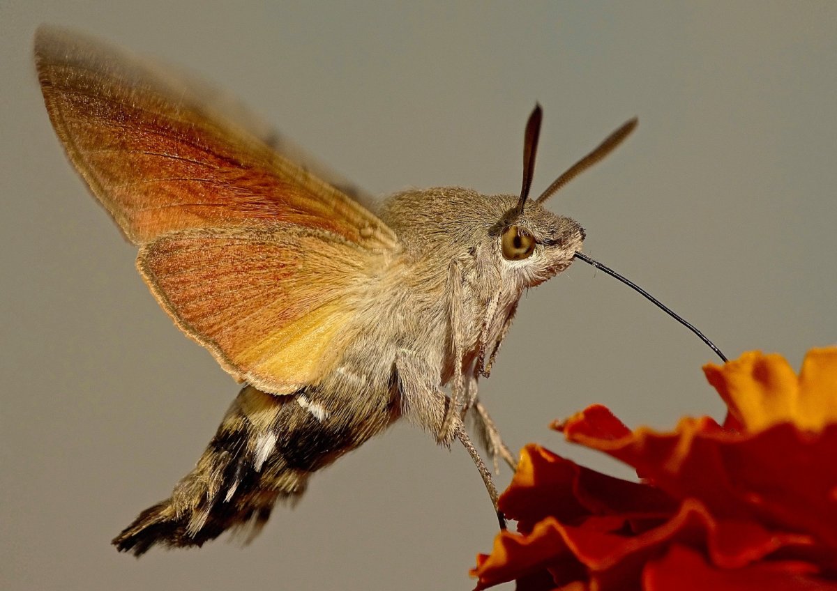 Бабочка мадагаскарский Бражник