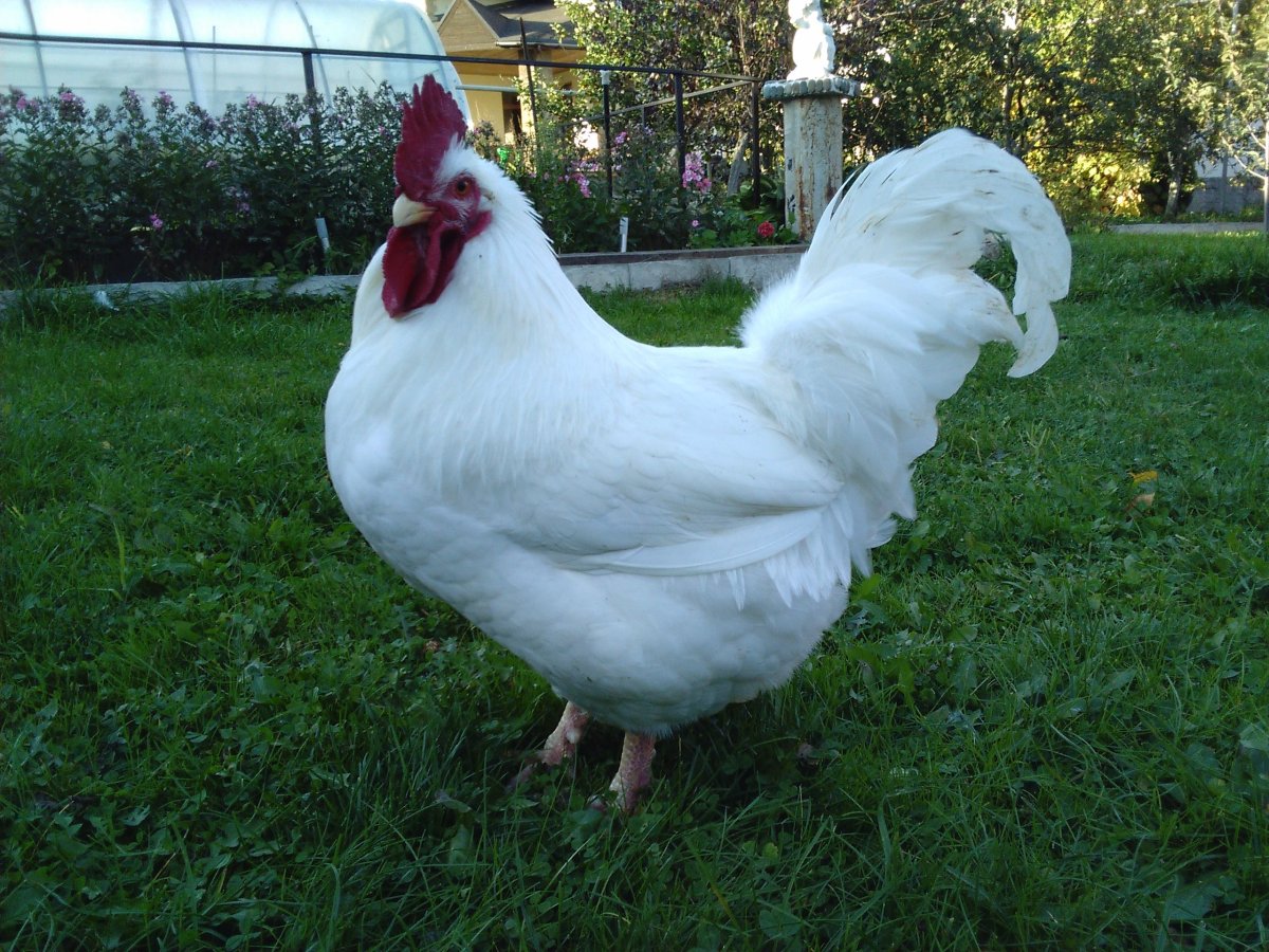 Куры мясных пород Корниш