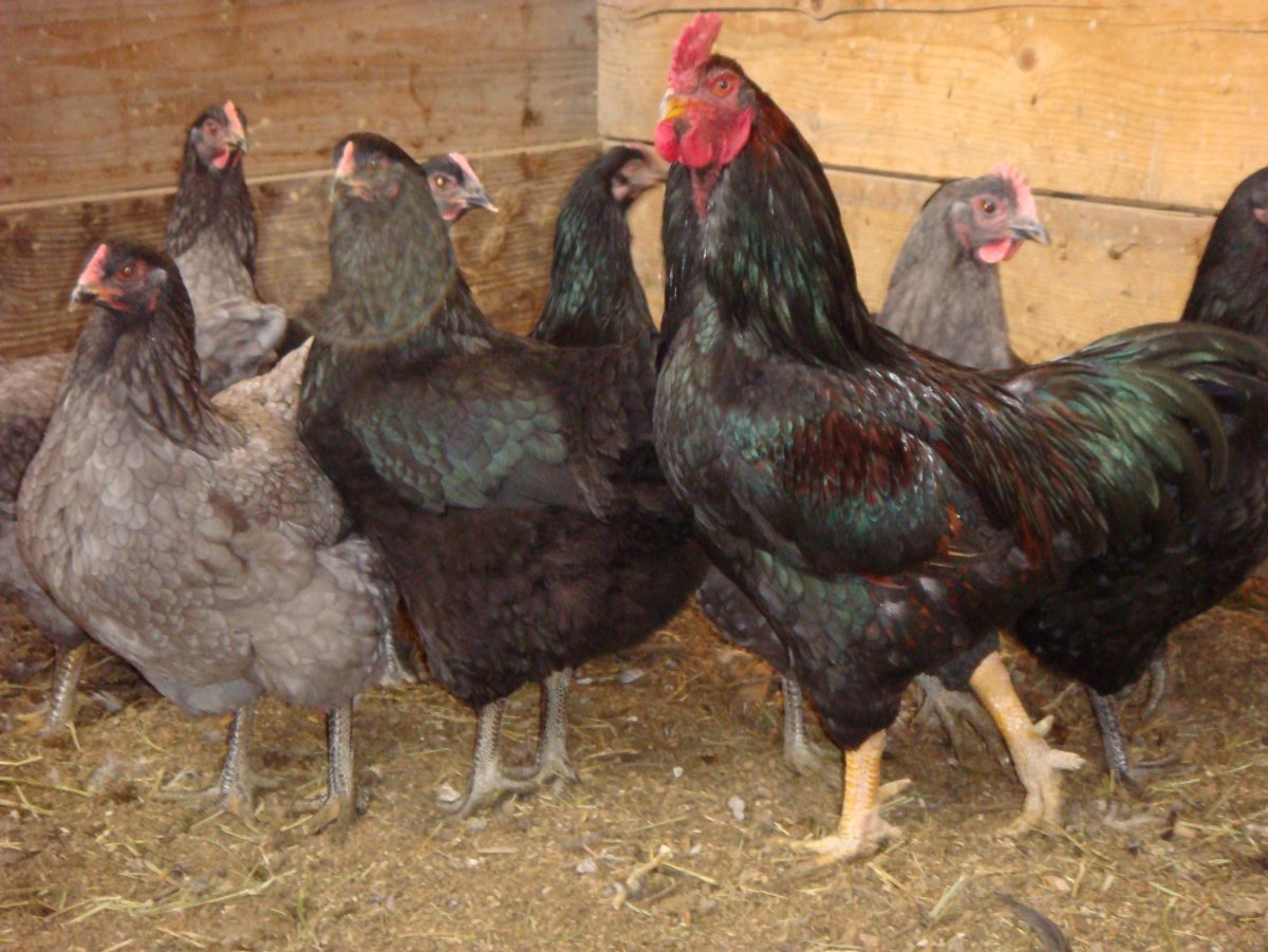 Корнуэльская порода кур