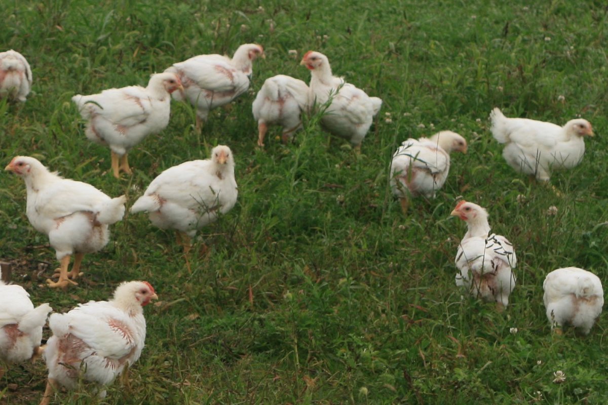 Корниш кросс