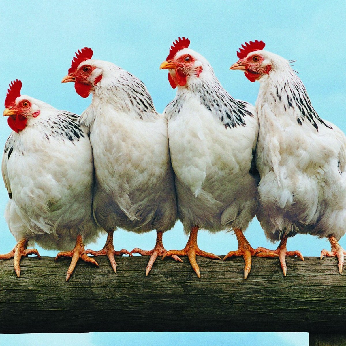 Так выглядят Сплетницы