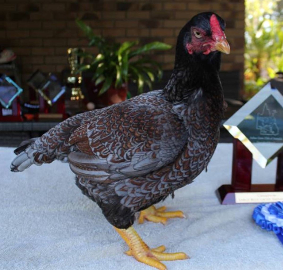 Корниш куры