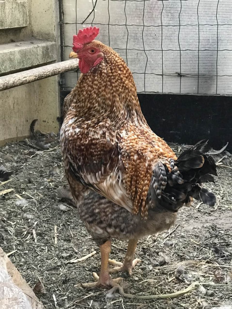 Корниш порода кур