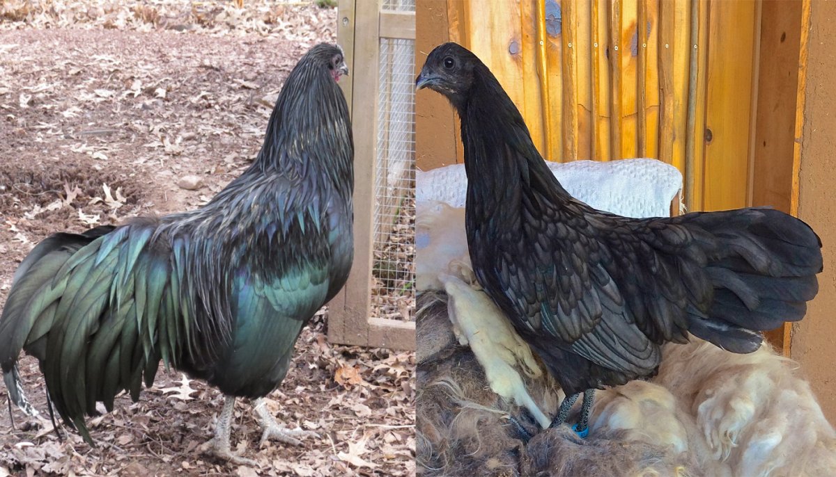 Цыплята Суматры