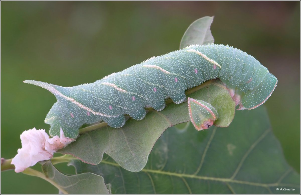 Бражему дубовый гусеница