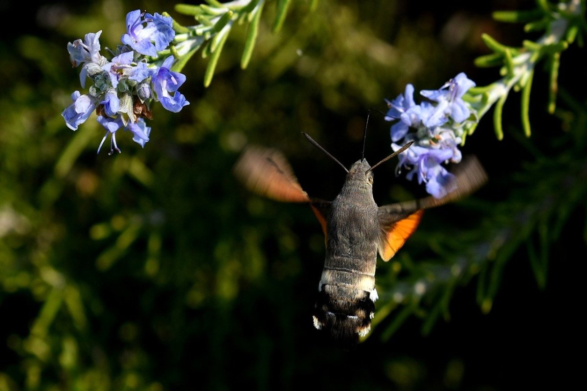 Бабочка Бражник-хоботник