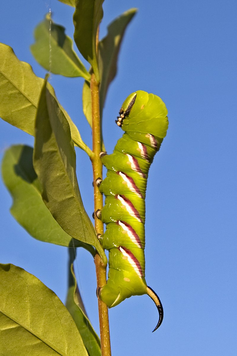 Гусеница Бражник бирючинный