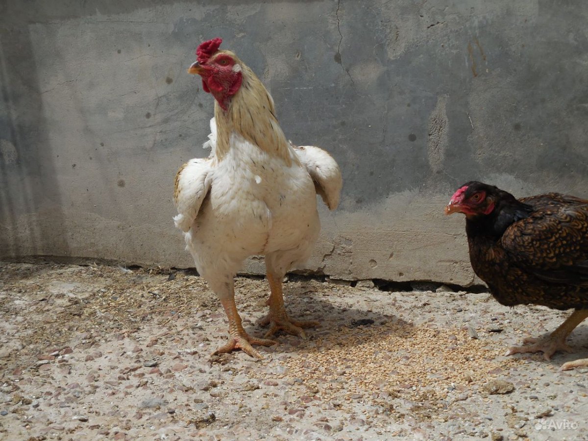 Куры Корниш индийская