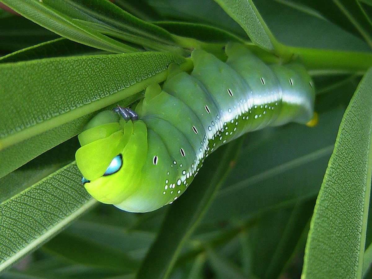 Бражник олеандровый (Daphnis nerii) гусеница