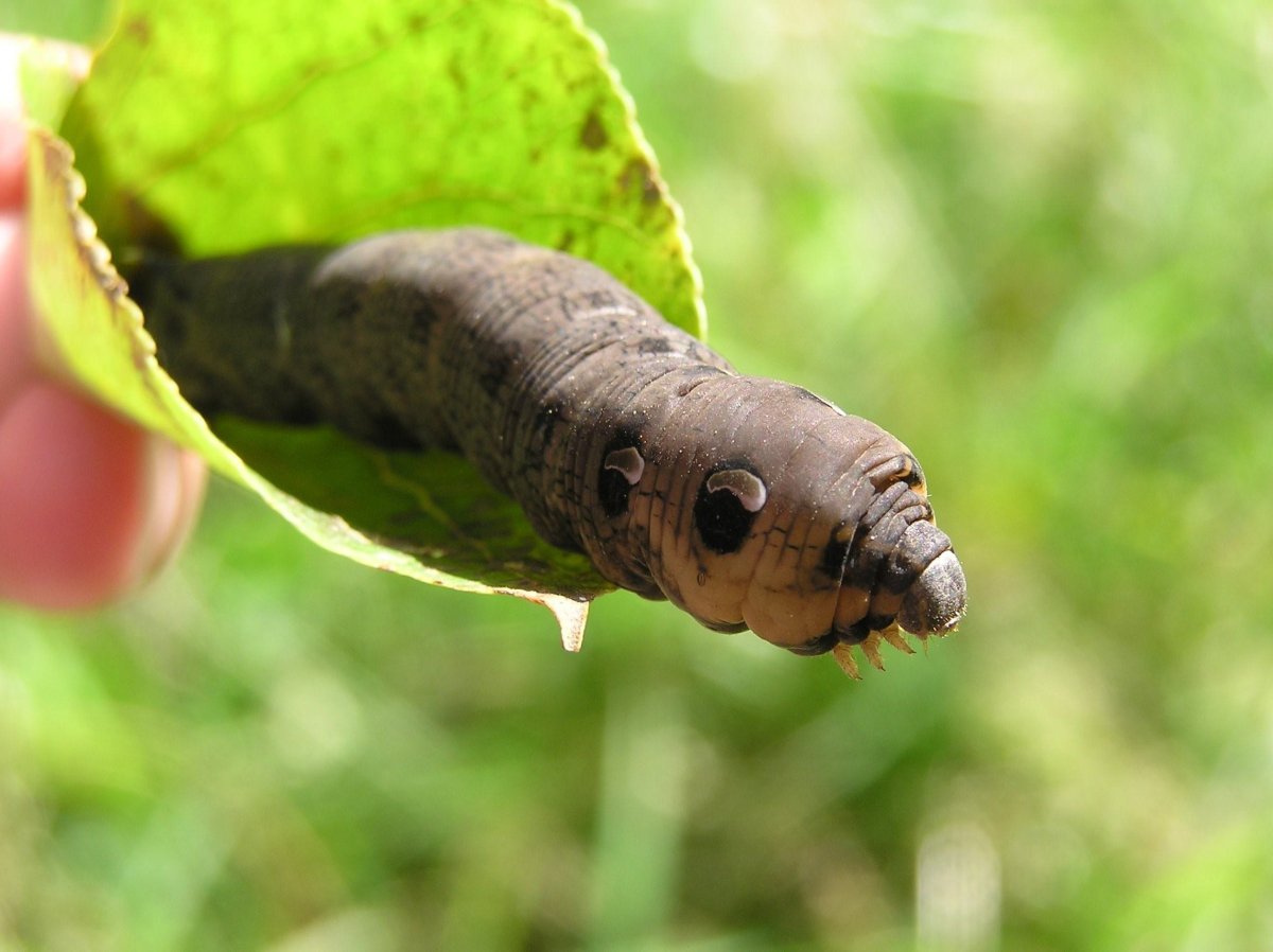 Бражник вьюнковый гусеница