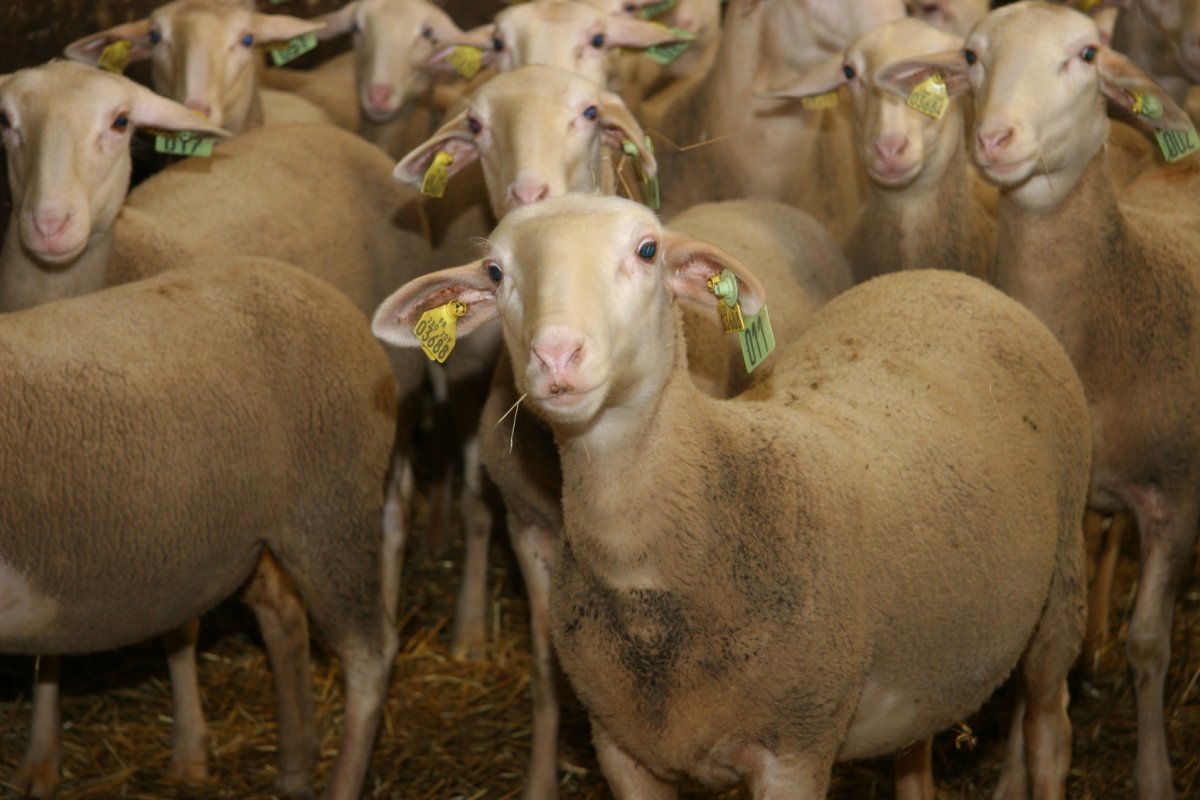 Молочная порода овец лакон