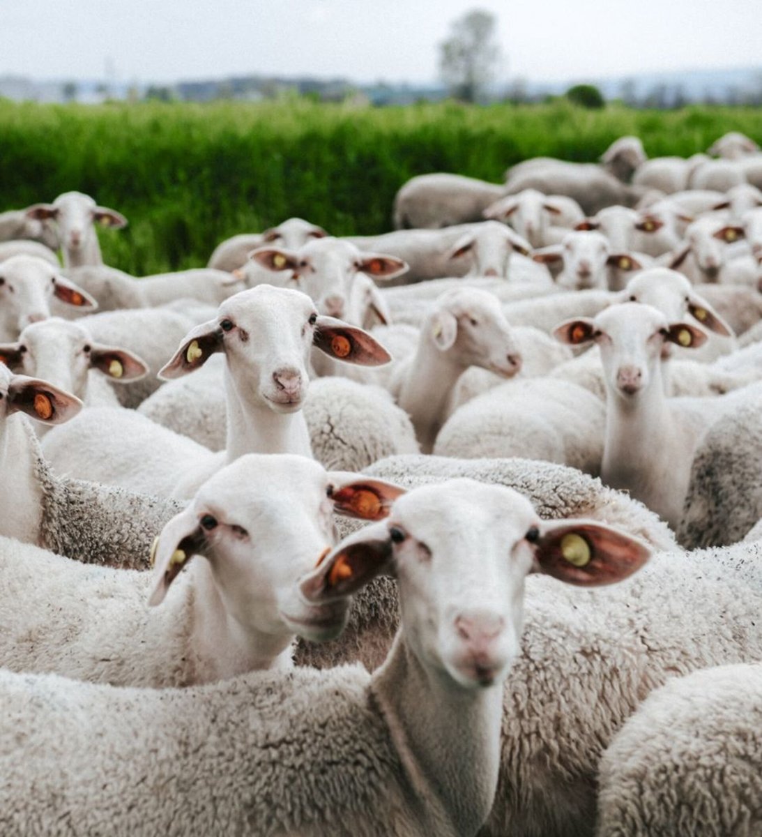 Овцы породы лакон