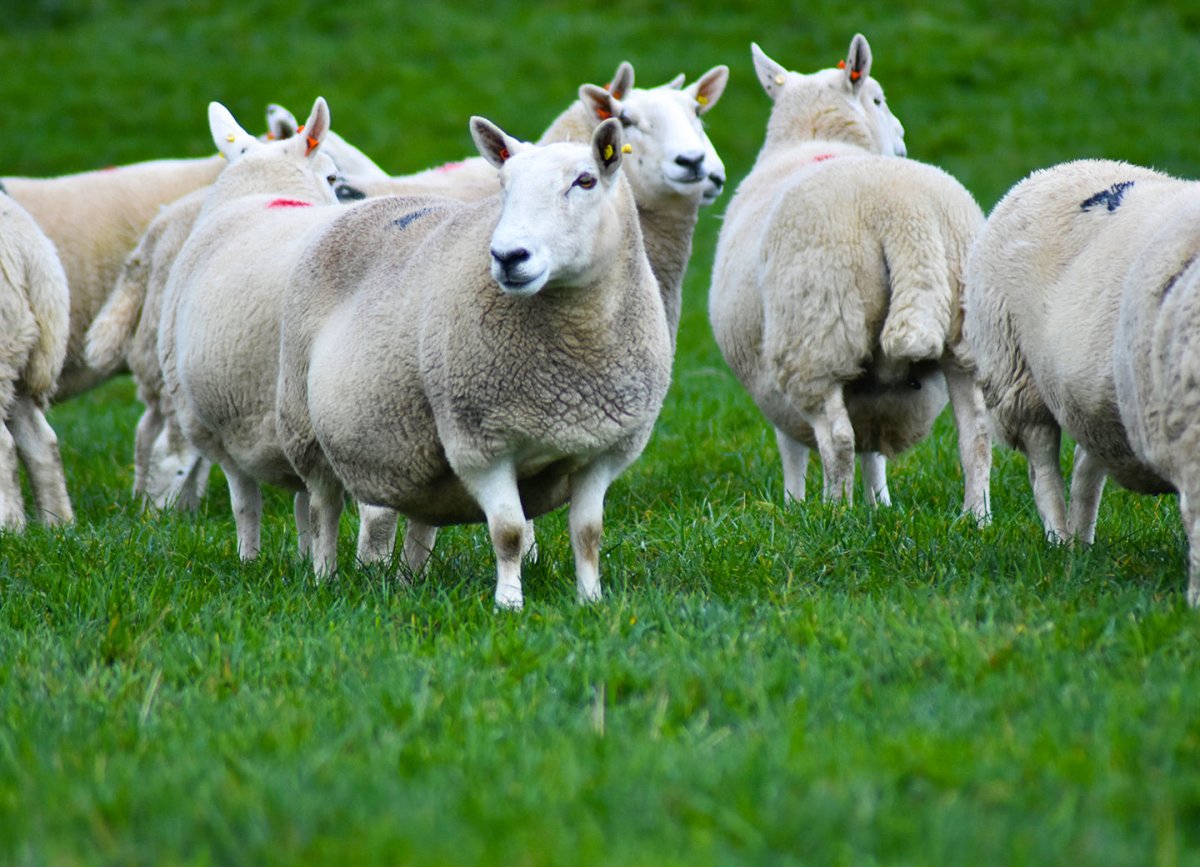 Пастбище овец шевиот