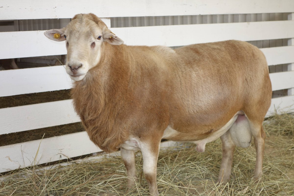 Катумская порода овец