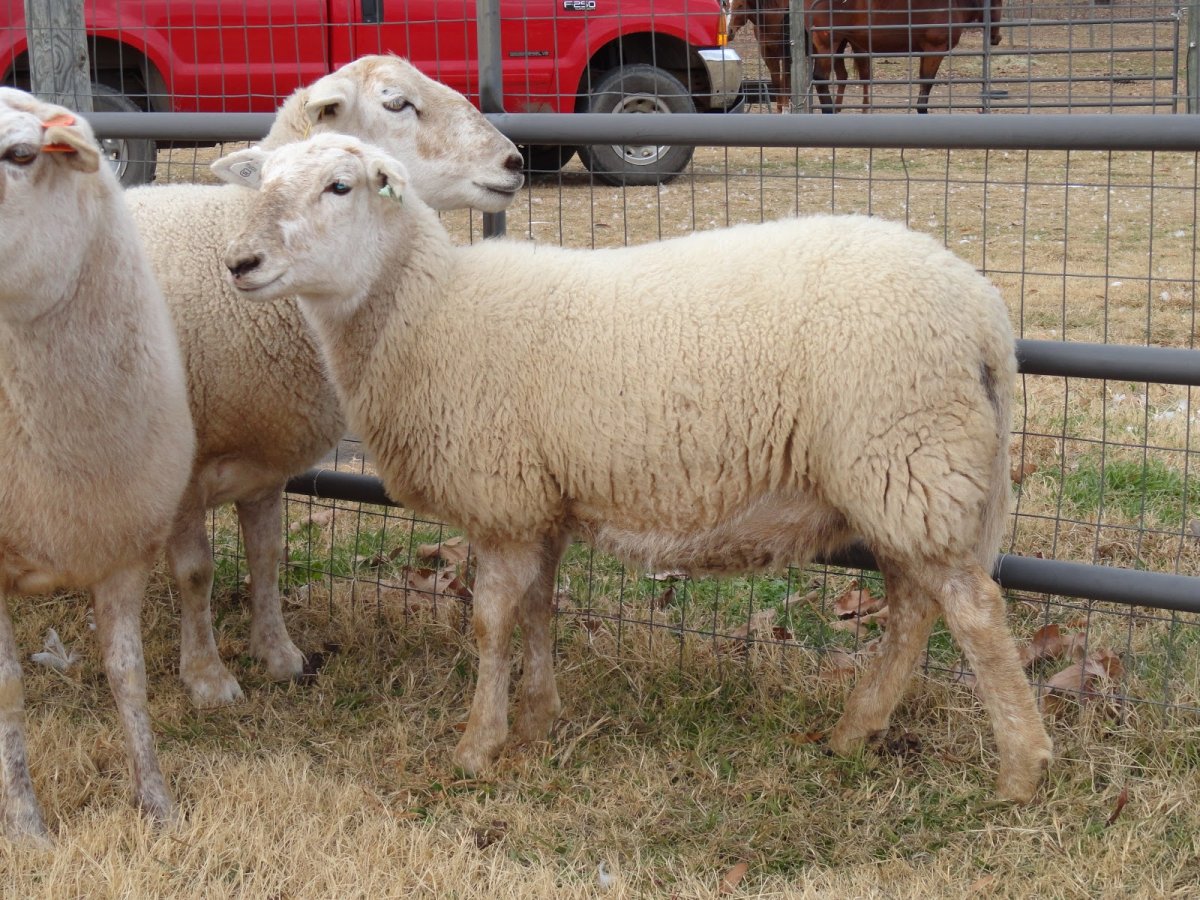 Катадин порода овец