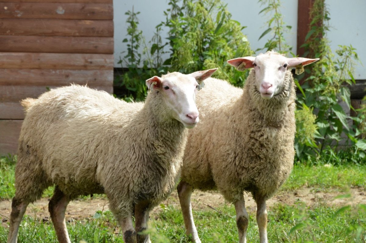 Восточно-Фризская порода овец