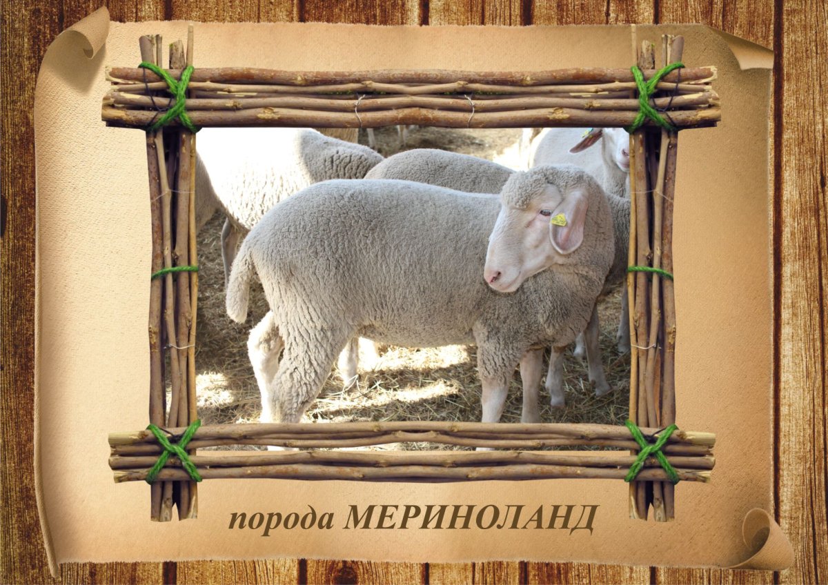 Ягнята породы Мериноланд