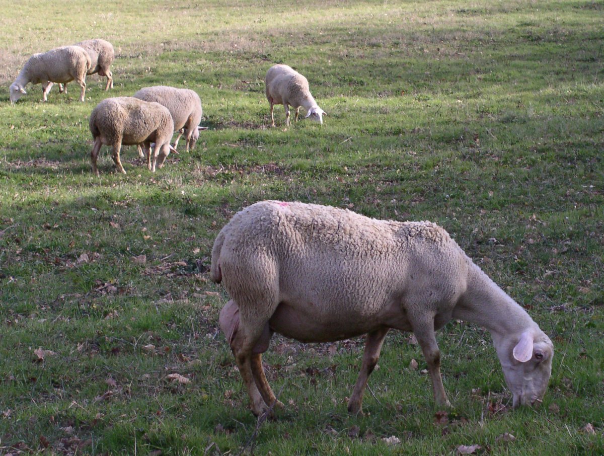 Лакаюне порода овец