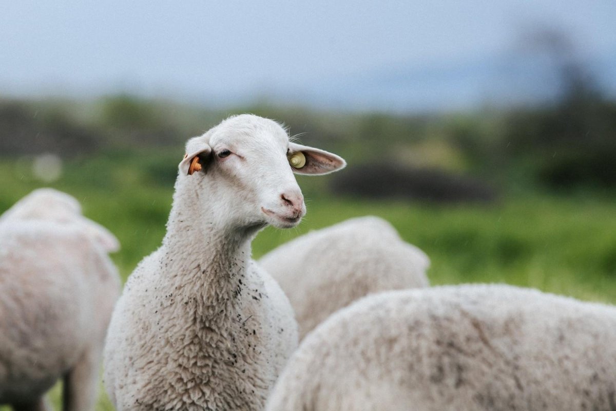 Лакаюне порода овец