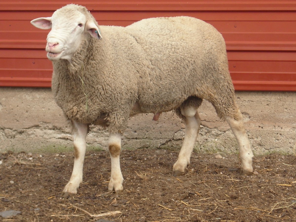 Овцы породы лакон