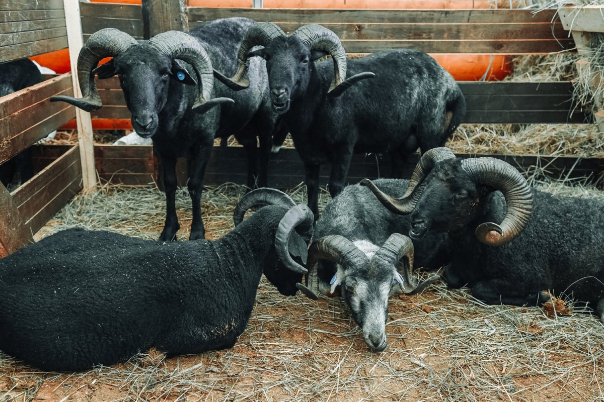 Сарпинская порода овец