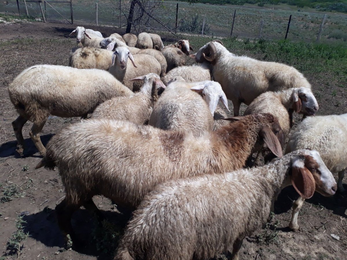 Овцы породы Ассаф