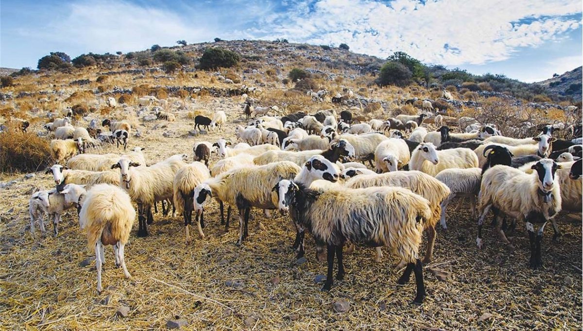 Овцы пасутся в горах Греции