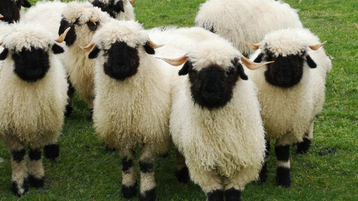 Valais Blacknose