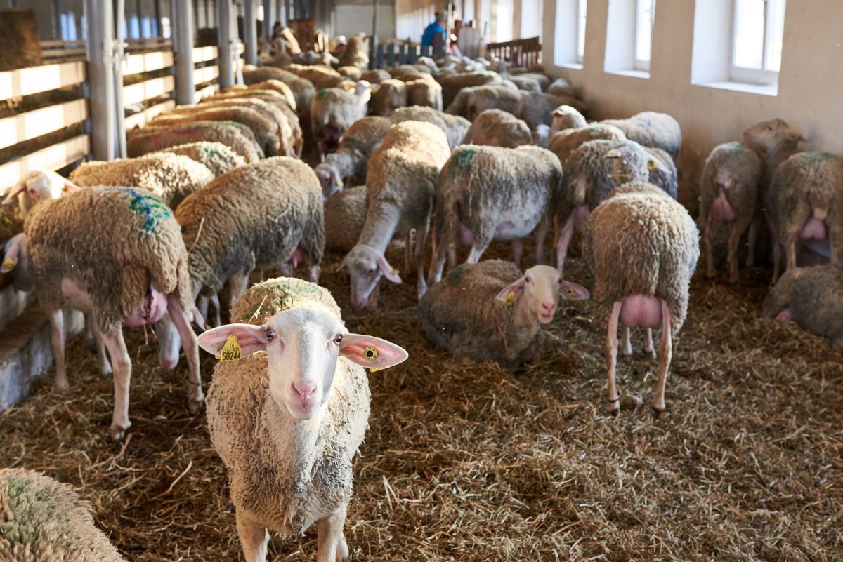 Фермы Лефкадия овечки