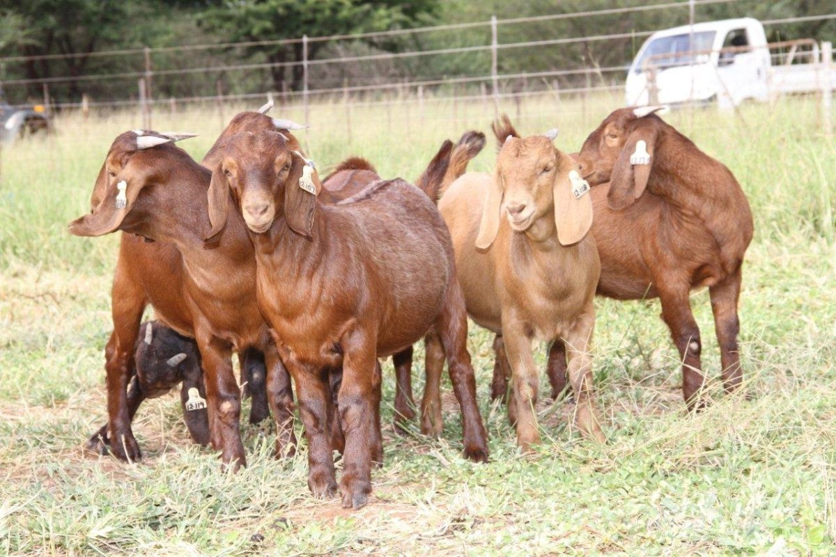 Козы породы Калахари