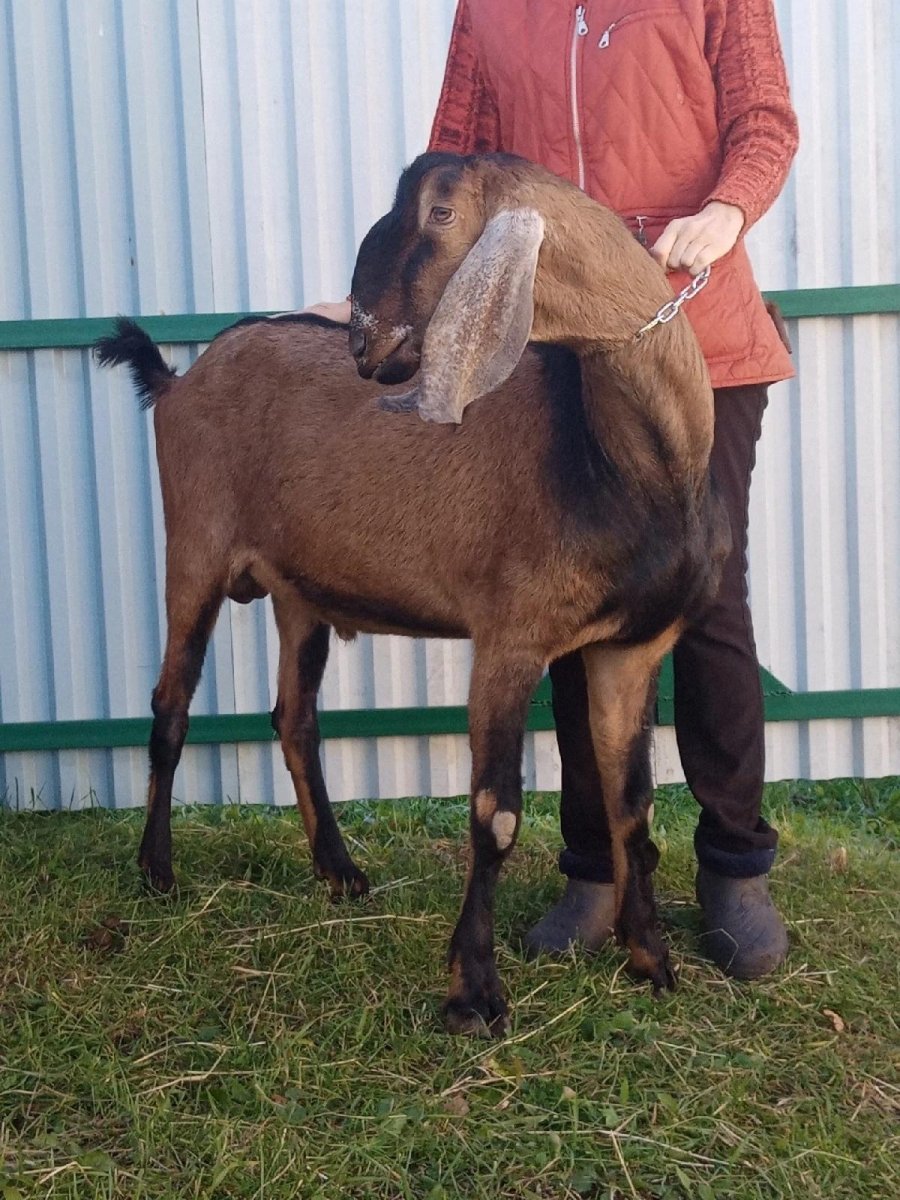 Козел англонубиец