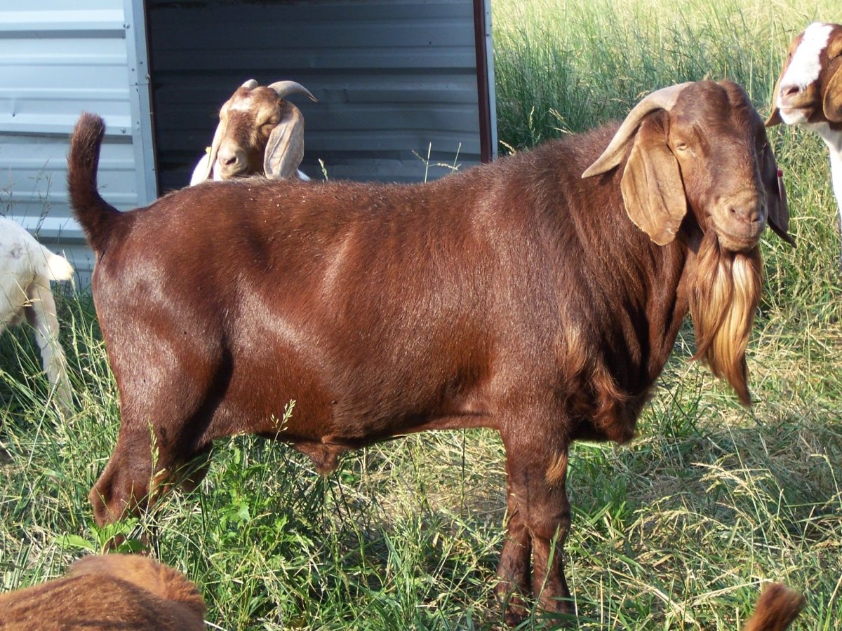 Козы породы Калахари