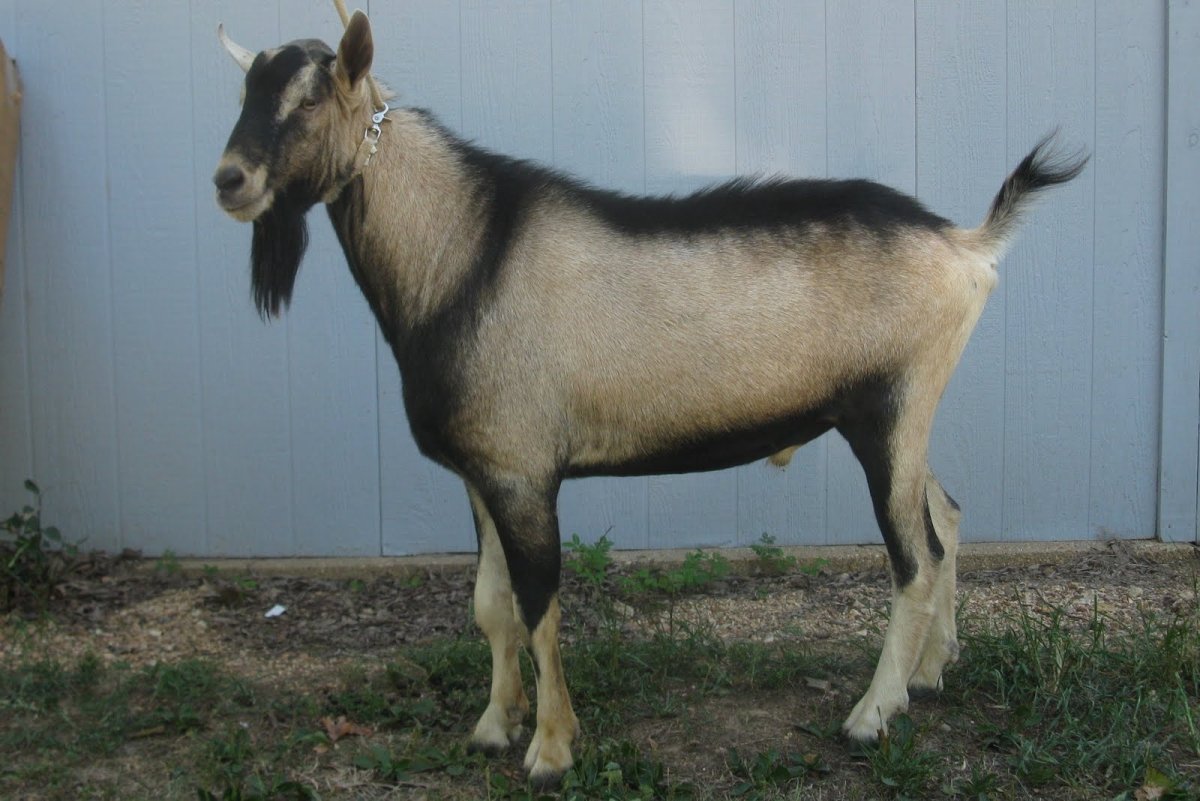 Оберхазли порода коз