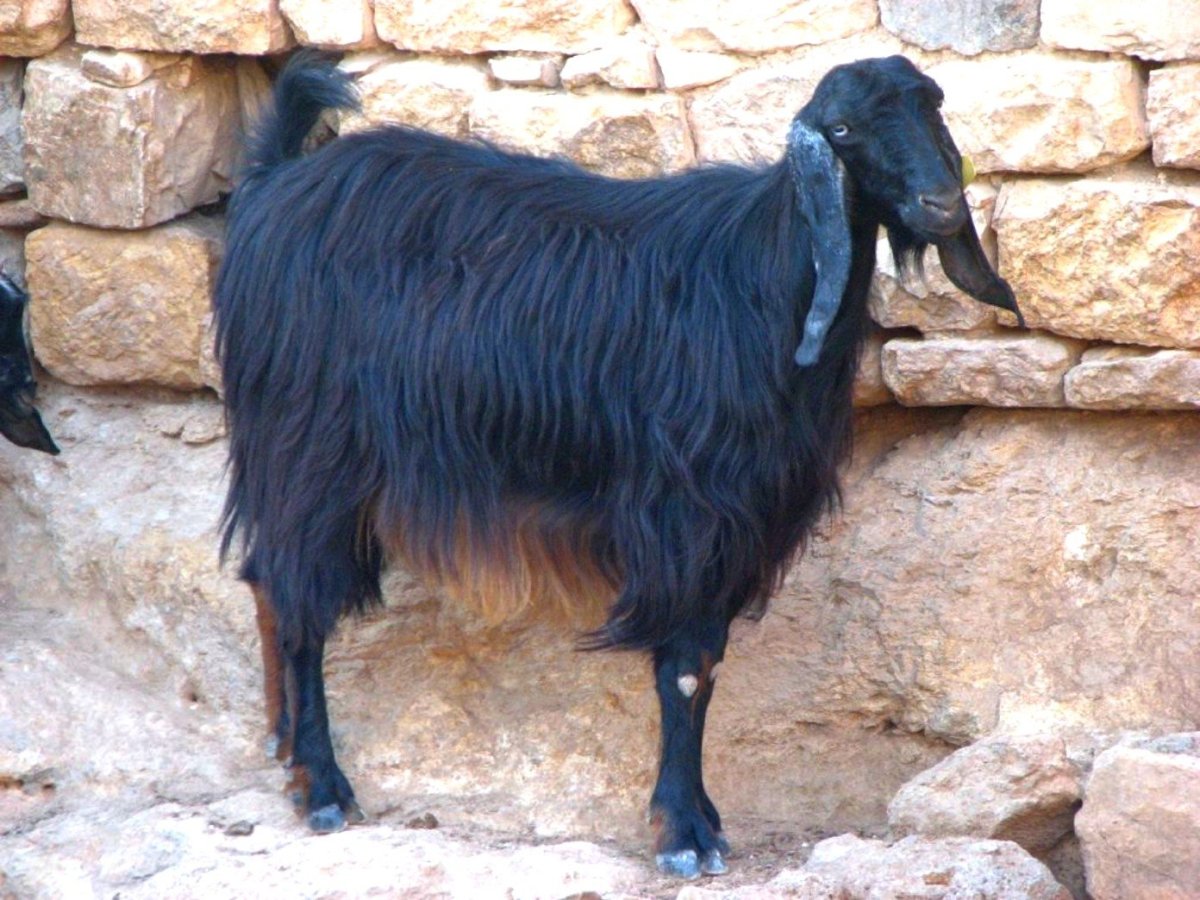 Черная Анатолийская порода коз