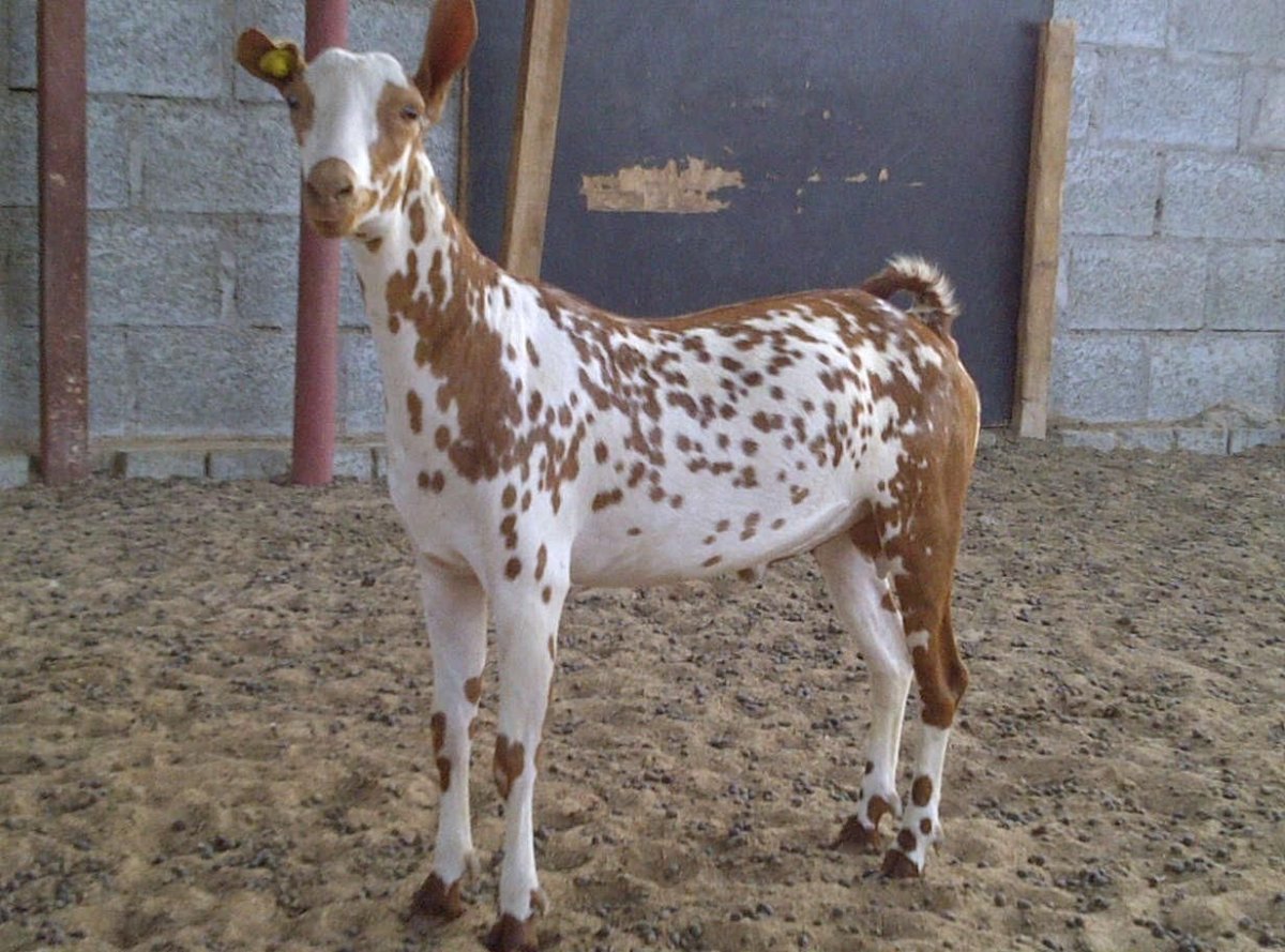 Арабская порода коз