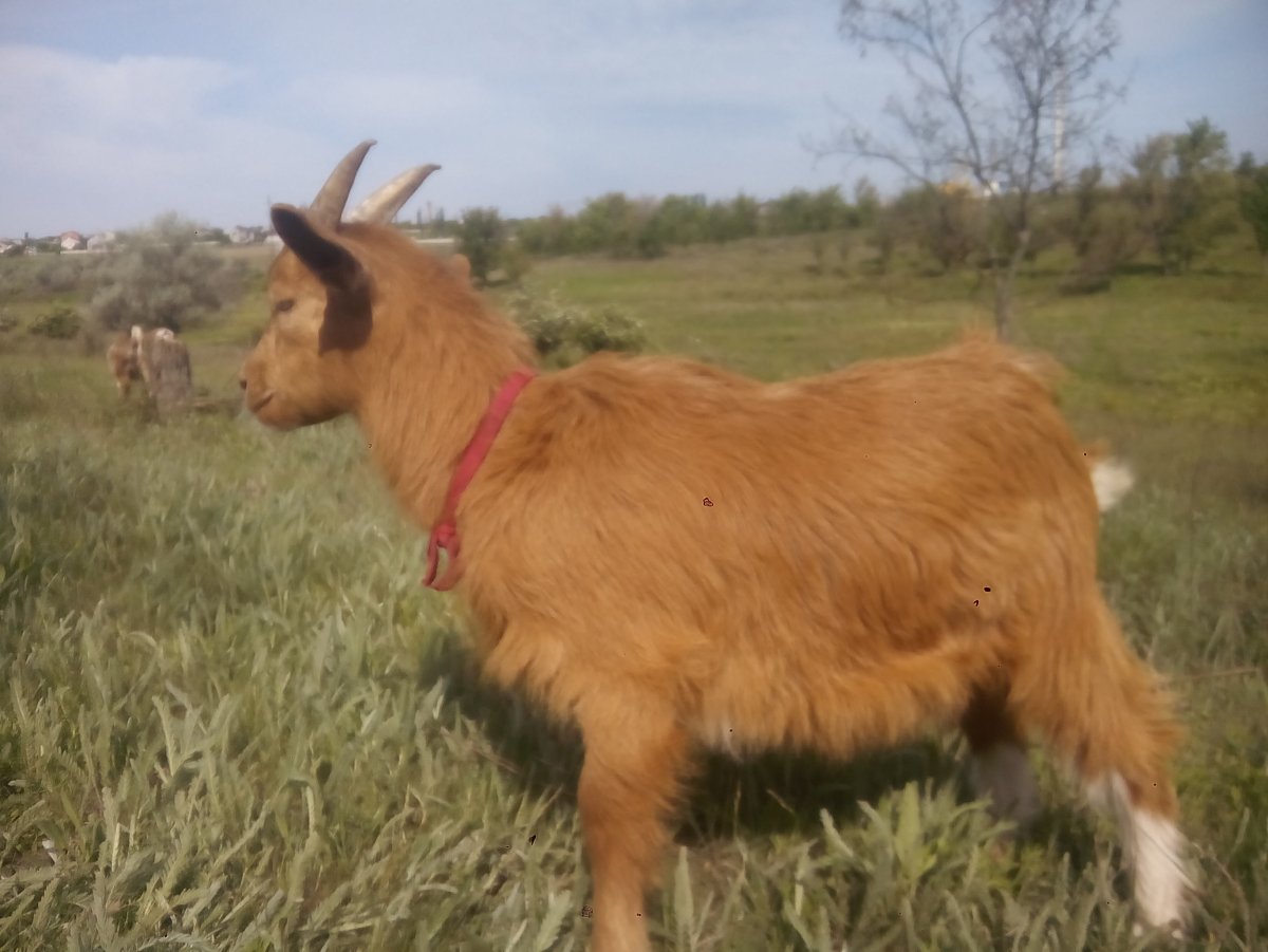 Козы породы Барбари