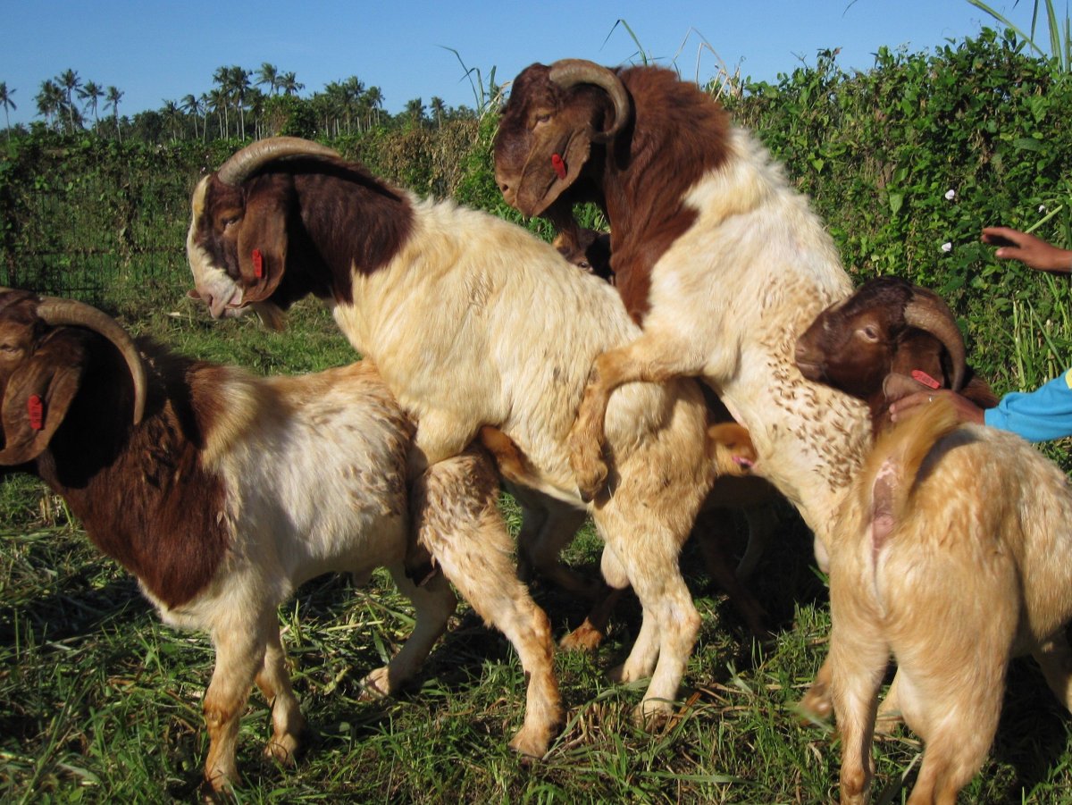 Эволюция козы