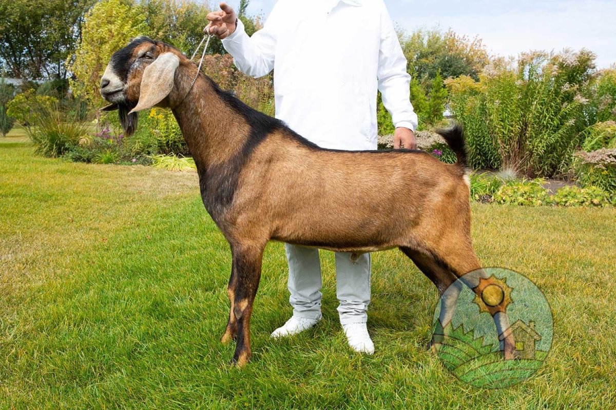 Англо нубийские козы ферма
