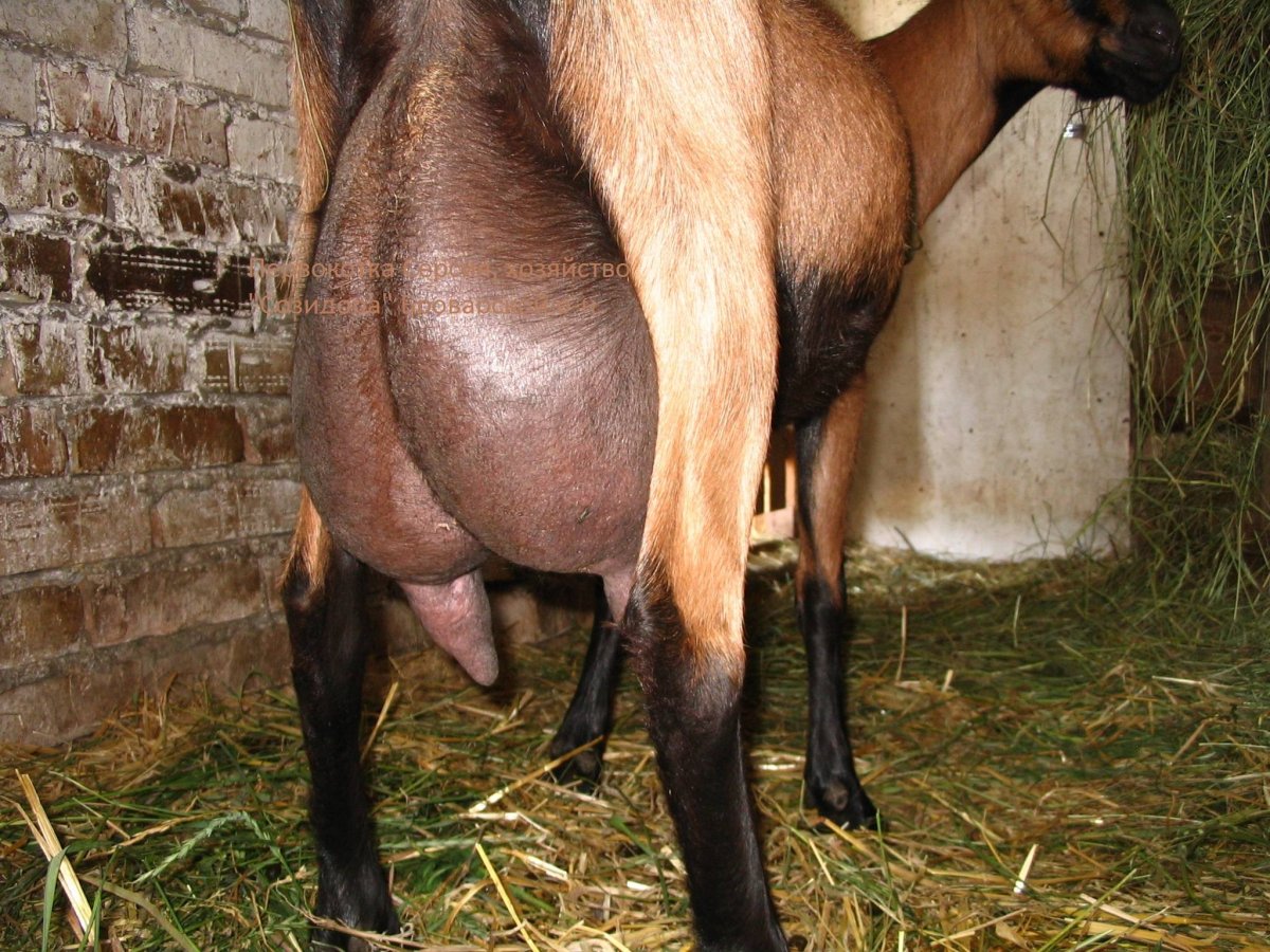 Высокоудойные козы