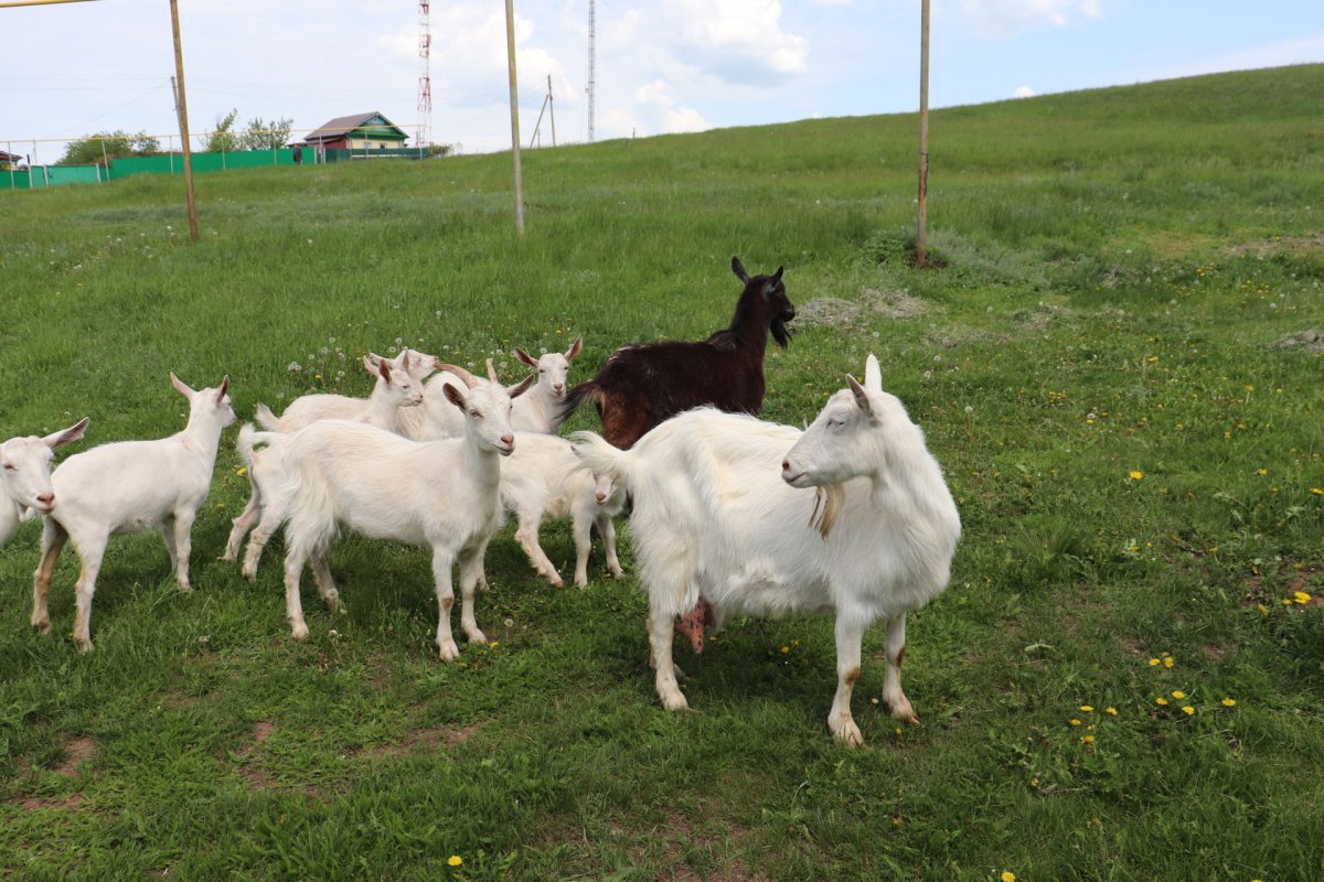 Есть козлики не пахнут