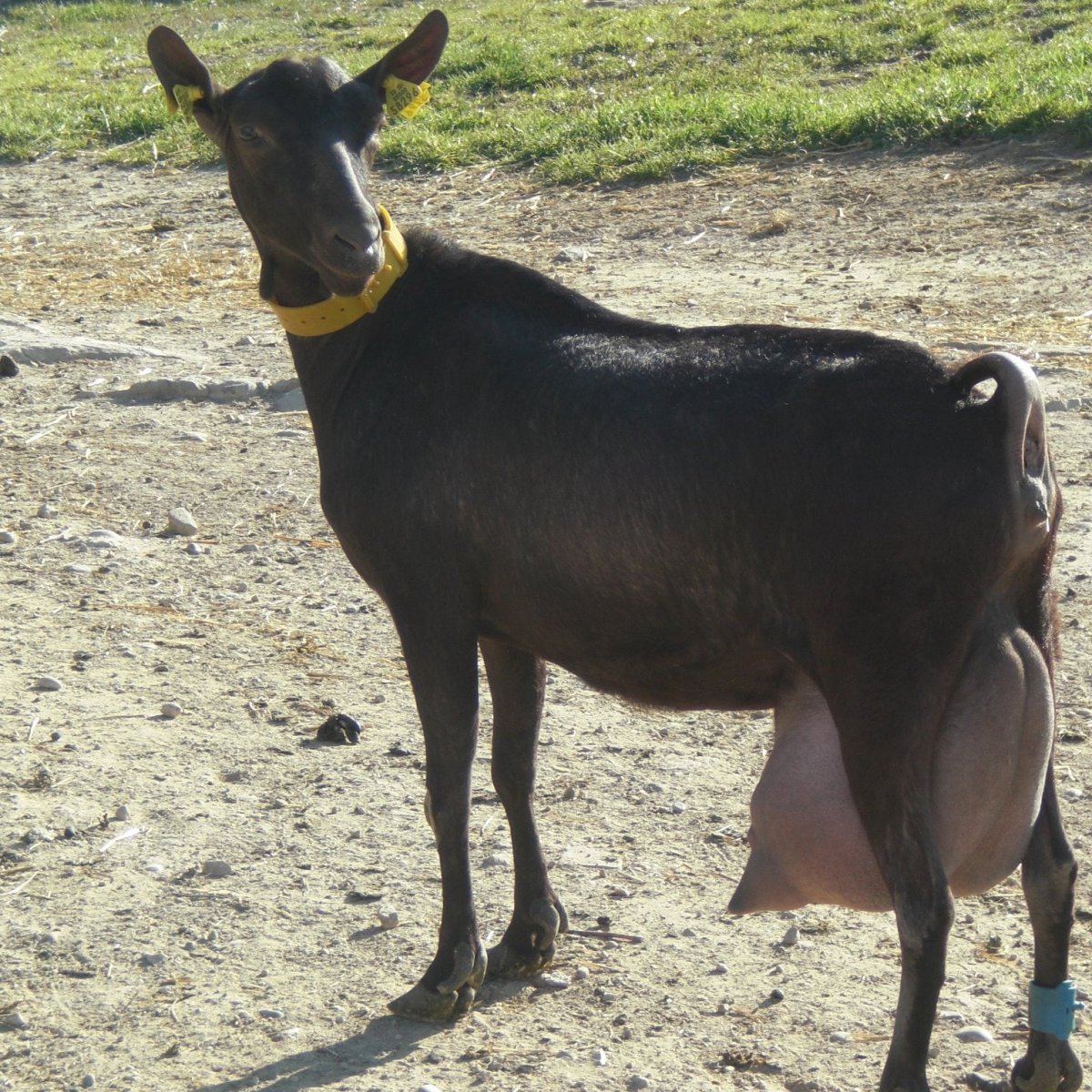 Испанская порода коз Мурсия Гранада