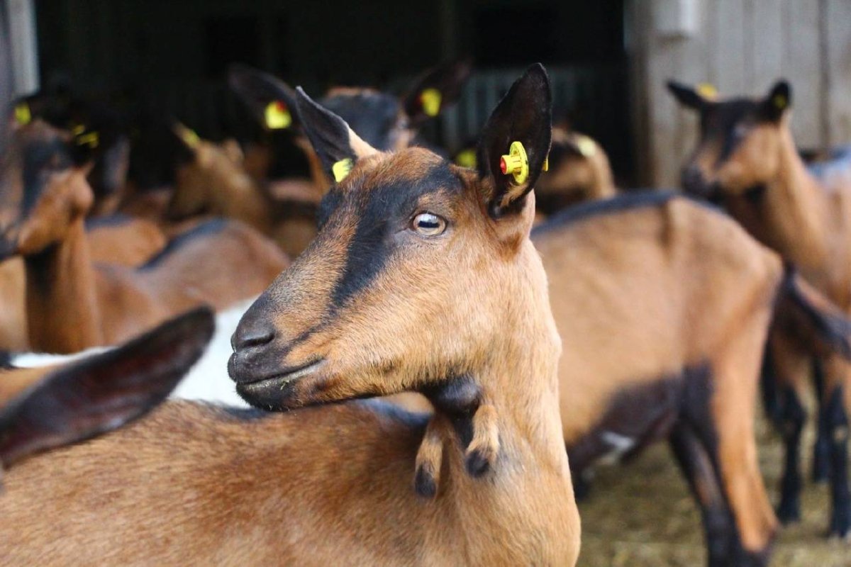 Горные козы