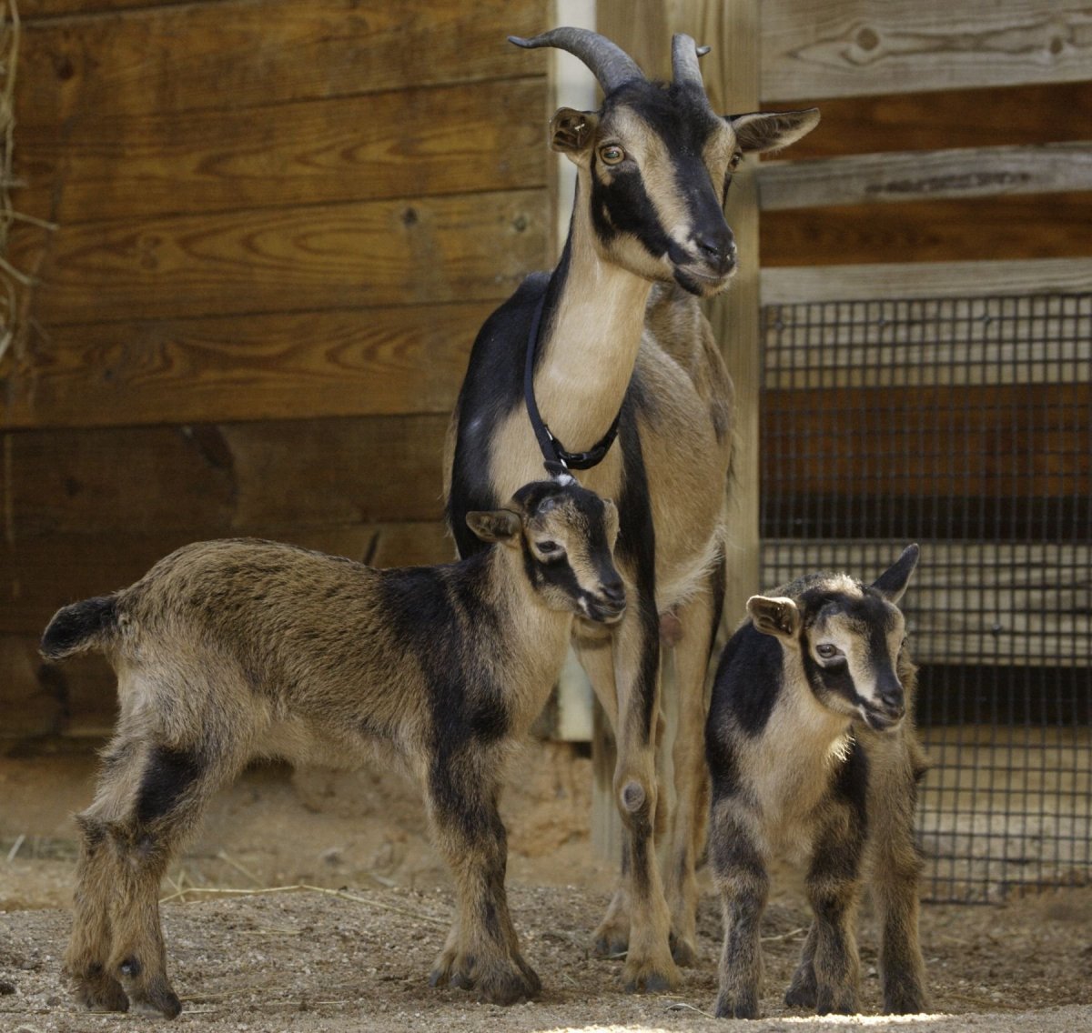 Вестландская порода коз