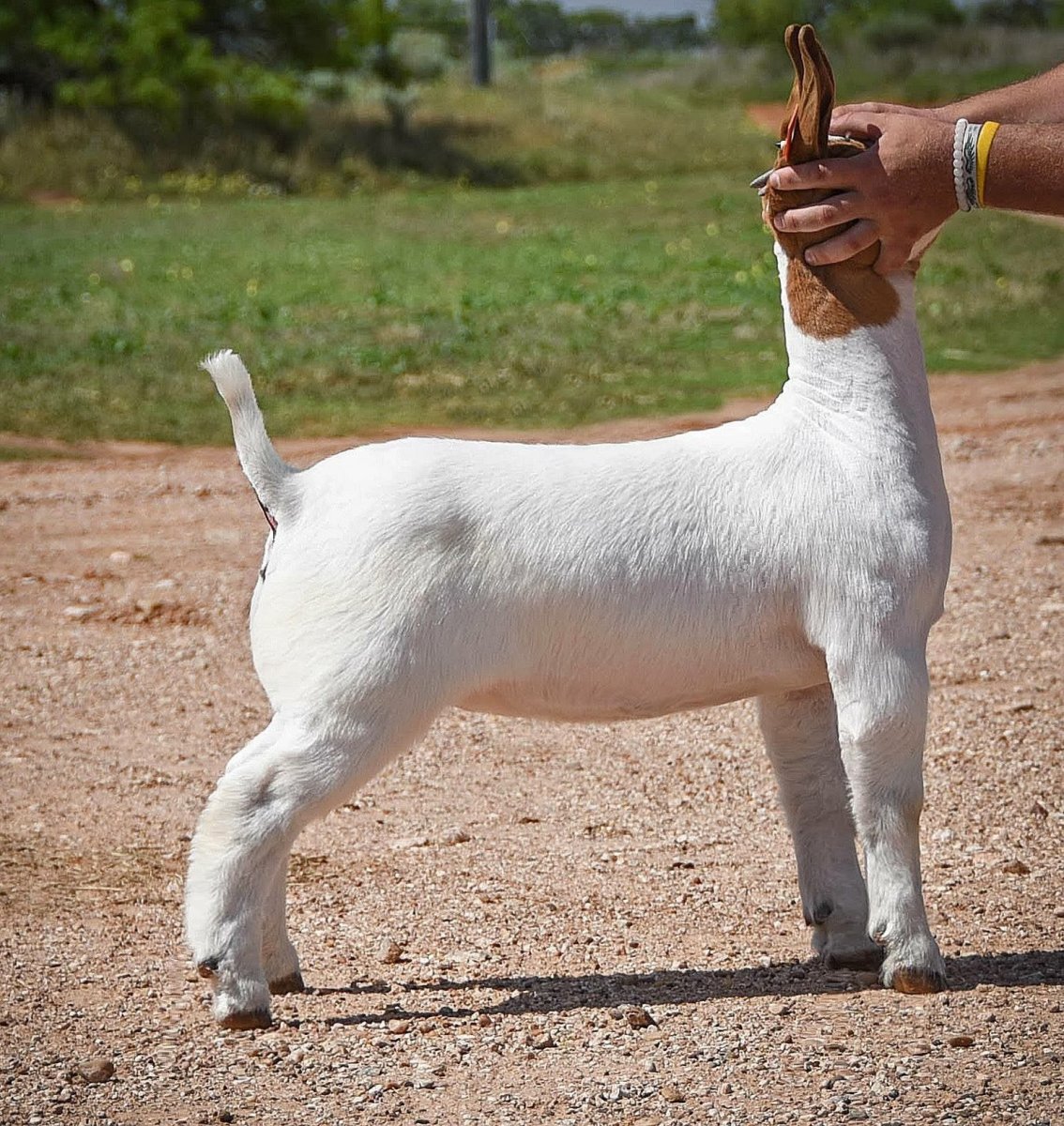 Порода коз Ториэль